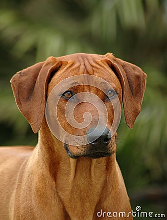 A Rhodesian Ridgeback Stock Photo