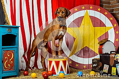 Rhodesian Ridgeback circus actor in front of a target Stock Photo