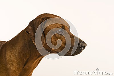 Rhodesian Ridgeback Close up Stock Photo