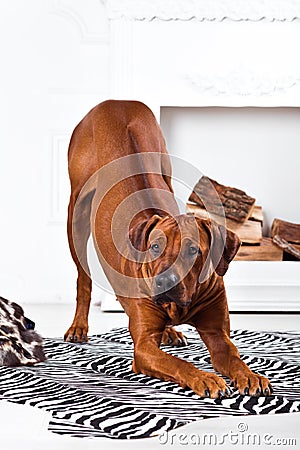 Rhodesian Ridgeback dog bending with its ridge revealed Stock Photo