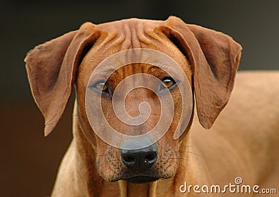 Rhodesian Ridgeback dog head portrait Stock Photo