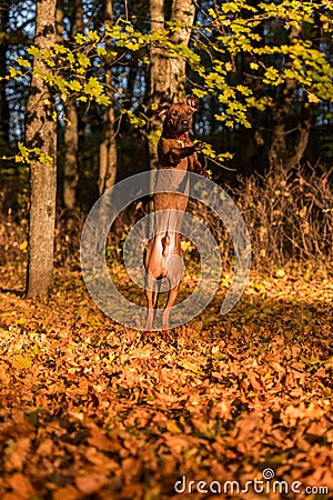 Rhodesian Ridgeback Dog is Jumping on two legs Stock Photo