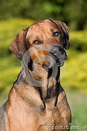 Rhodesian ridgeback dog portrait Stock Photo