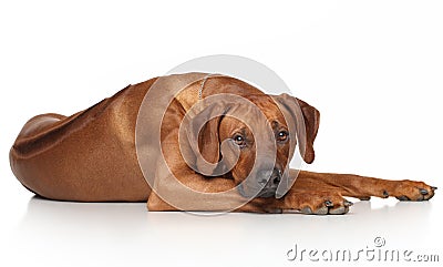 Rhodesian Ridgeback dog Stock Photo