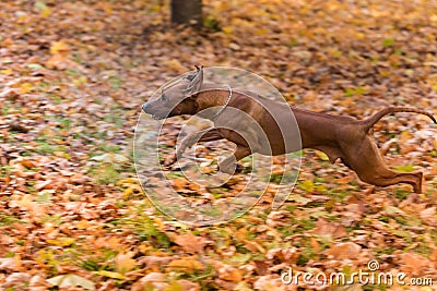 Rhodesian Ridgeback Dog is Running On the Autumn Leaves Ground. Stock Photo