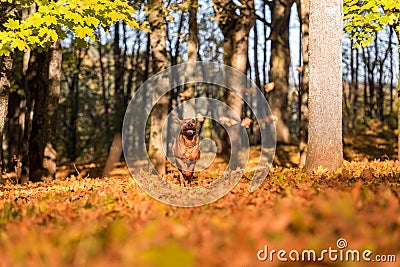 Rhodesian Ridgeback Dog is Running On the Autumn Leaves Ground. Stock Photo