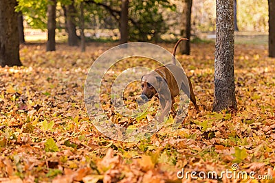 Rhodesian Ridgeback Dog is Running On the Autumn Leaves Ground. Stock Photo