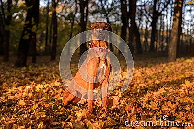 Rhodesian Ridgeback Dog is Sitting. Stock Photo