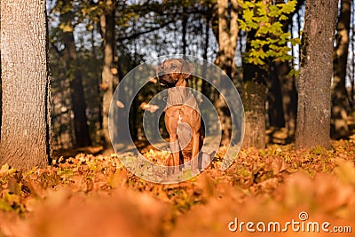 Rhodesian Ridgeback Dog Is Sitting Stock Photo