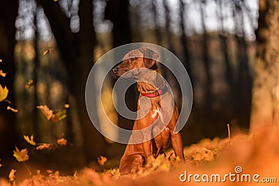 Rhodesian Ridgeback Dog is Sitting on the Ground. Falling Autumn Stock Photo