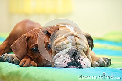 Rhodesian ridgeback and english bulldog on a bed Stock Photo