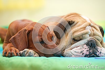 Rhodesian ridgeback and english bulldog on a bed Stock Photo