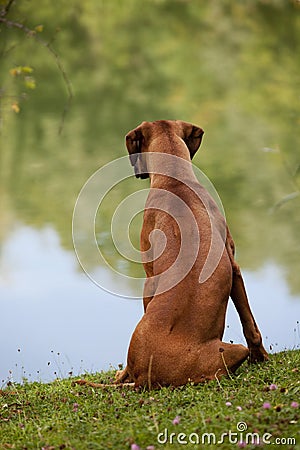 Rhodesian Ridgeback Female Stock Photo