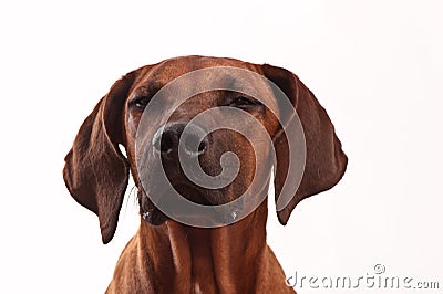 Rhodesian Ridgeback Dog face Stock Photo