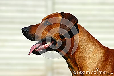 Rhodesian Ridgeback hound dog Stock Photo