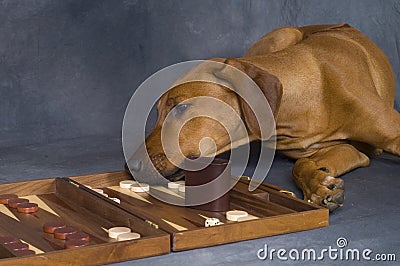 Rhodesian ridgeback playing Stock Photo