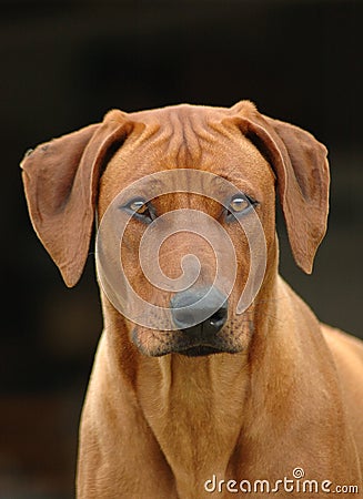 Rhodesian Ridgeback portrait Stock Photo