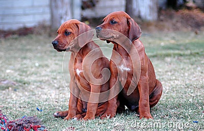 Rhodesian Ridgeback puppies Stock Photo