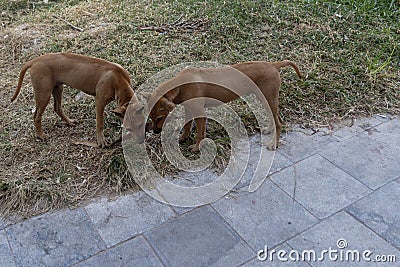 Rhodesian Ridgeback puppies playing with a stick on Phu Quoc Island, Vietnam Stock Photo