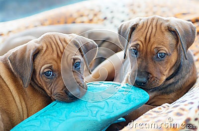 Rhodesian Ridgeback puppies playing Stock Photo