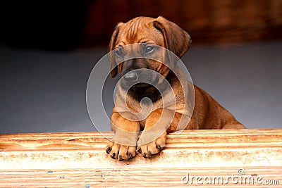 Rhodesian Ridgeback Puppy Stock Photo