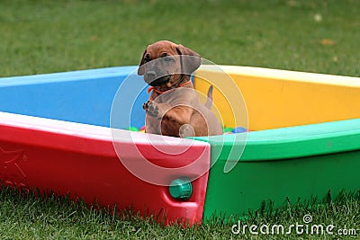 Rhodesian Ridgeback Puppy Stock Photo