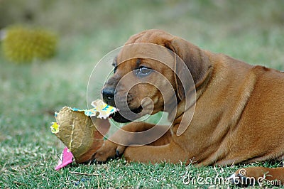 Rhodesian Ridgeback puppy Stock Photo