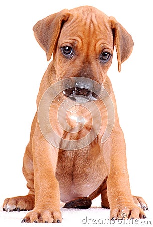 Rhodesian Ridgeback puppy Stock Photo