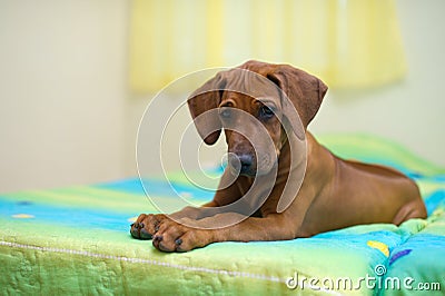 Rhodesian ridgeback puppy on a bed Stock Photo