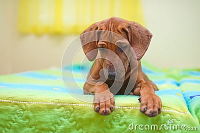 Rhodesian ridgeback puppy on a bed Stock Photo