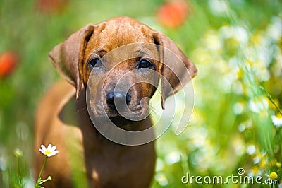 Rhodesian ridgeback puppy in a field Stock Photo