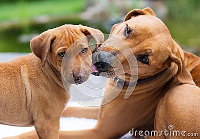 Rhodesian Ridgeback puppy groomed by mother Stock Photo