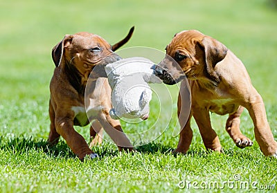 Rhodesian Ridgeback puppy playing with a toy Stock Photo