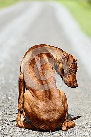 Rhodesian Ridgeback puppy sitting showing ridge on its back Stock Photo