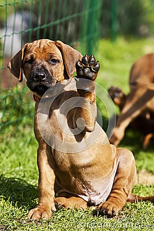 Rhodesian Ridgeback Puppy waving Stock Photo