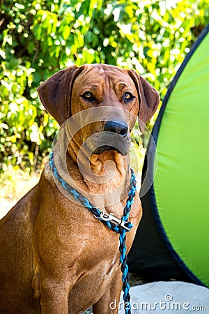 Rhodesian ridgeback Stock Photo