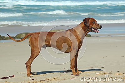 Rhodesian Ridgeback standing Stock Photo