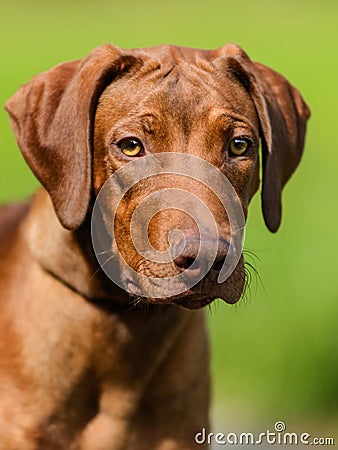 Rhodesian Ridgeback standing in grass Stock Photo