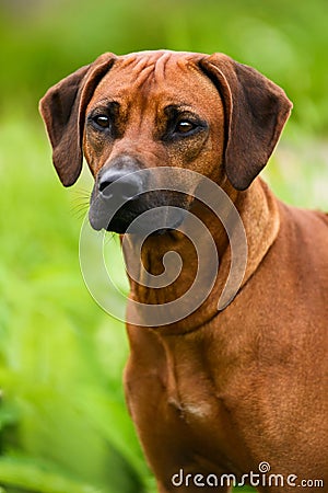 Rhodesian Ridgeback standing in grass at summer sun Stock Photo