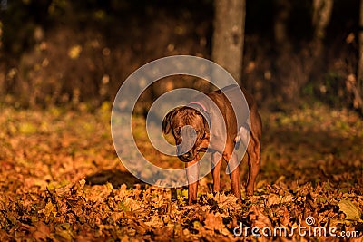 Rhodesian Ridgeback is Walking Stock Photo