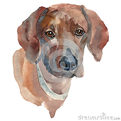 The Rhodesian Ridgeback watercolor hand painted dog portrait Stock Photo
