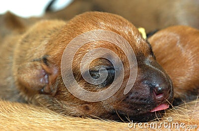 Rhodesian ridgeback whelp Stock Photo