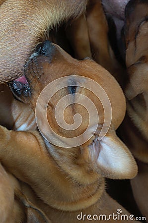 Rhodesian ridgeback whelp Stock Photo