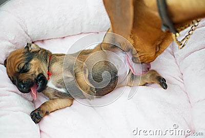 Rhodesian Ridgeback whelp cleaned by its mom Stock Photo