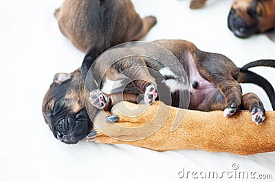 Rhodesian Ridgeback whelp sleeping in mothers arm Stock Photo