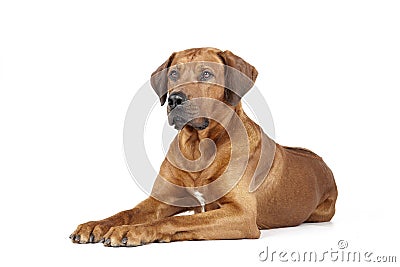 Rhodesian Ridgeback Stock Photo