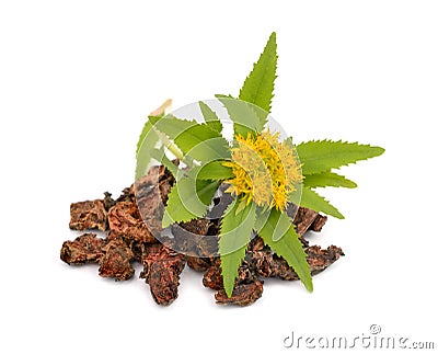 Rhodiola rosea, roots with flowers. Stock Photo