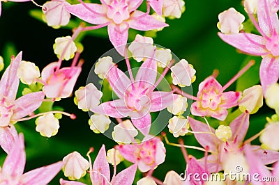 Rhodiola rosea flowering, medicinal plant closeup macro shot Stock Photo