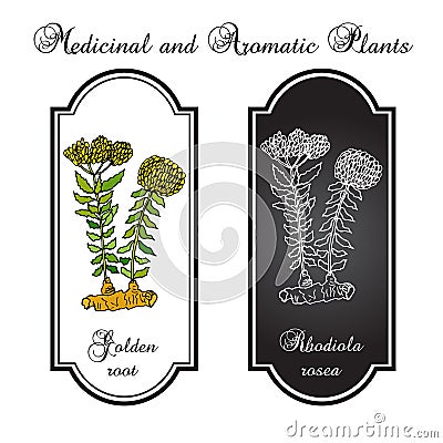 Rhodiola rosea, or Golden root Vector Illustration