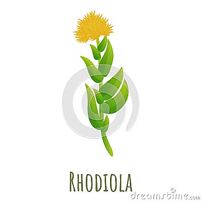 Rhodiola rosea icon, cartoon style Vector Illustration